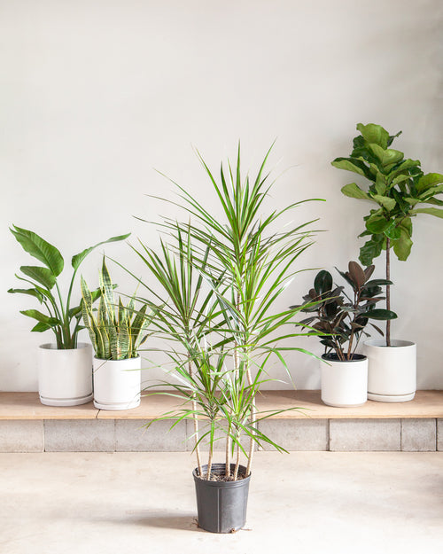 Staggered Dragon Tree: Dracaena marginata - 10 inch pot - 4-5 foot tall