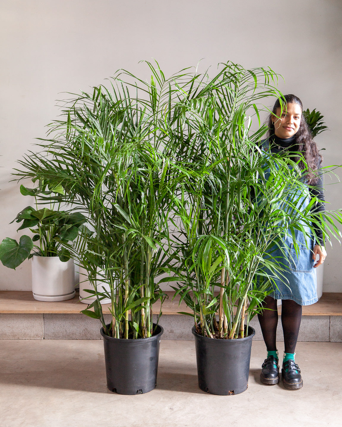 Bamboo Palm: Chamaedorea seifrizii - 14 inch pot - 5-5.5 foot tall