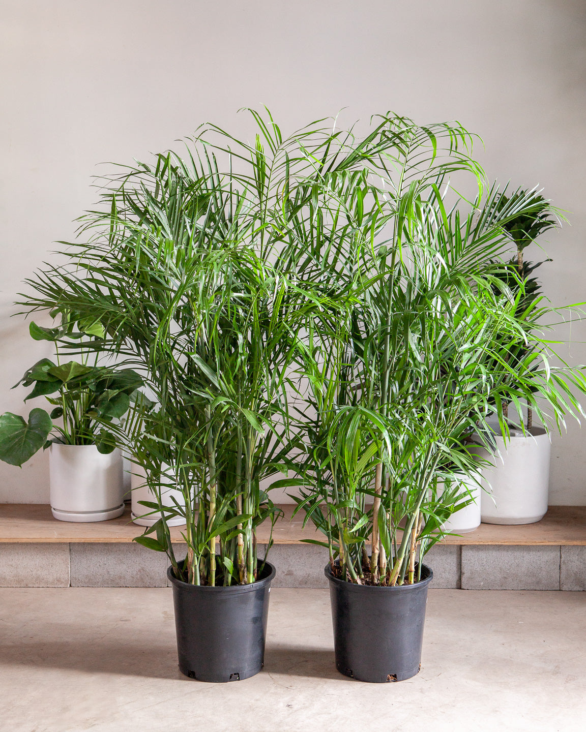 Bamboo Palm: Chamaedorea seifrizii - 14 inch pot - 5-5.5 foot tall