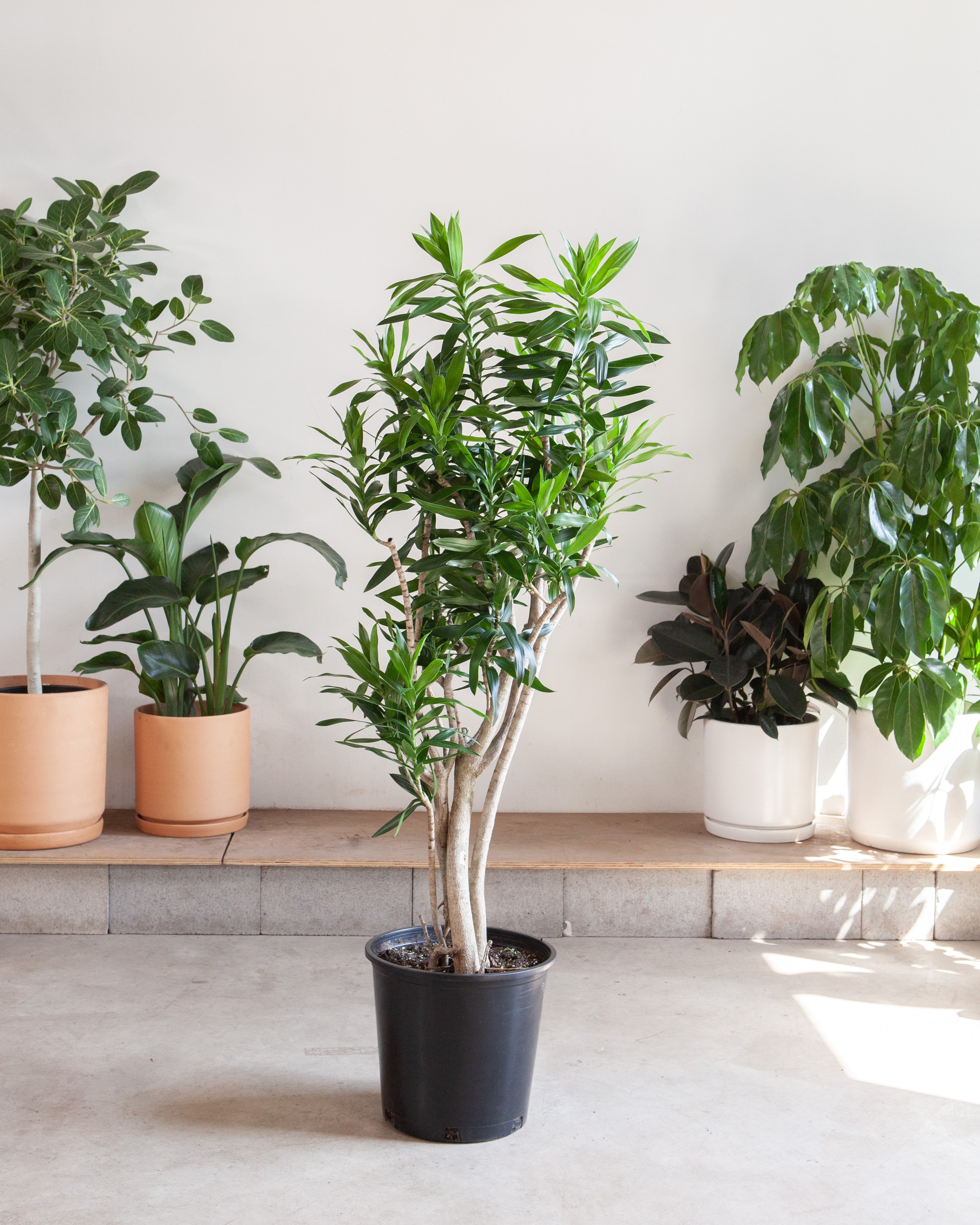 dracaena reflexa indoor Pleomele: Dracaena reflexa - 14 inch pot