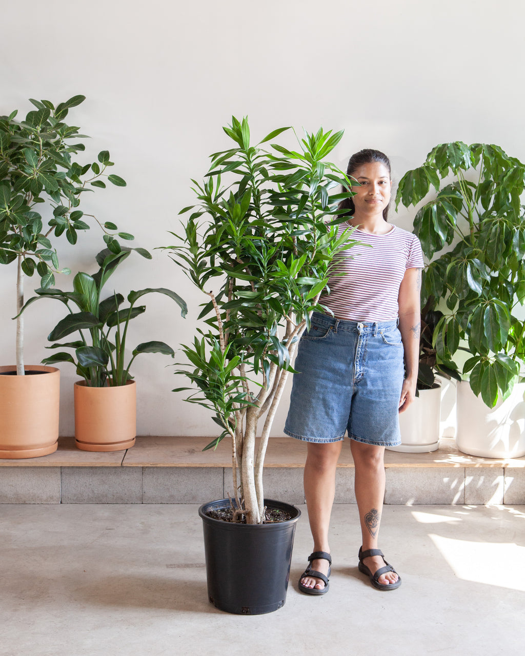 pleomele dracaena Pleomele: Dracaena reflexa - 14 inch pot