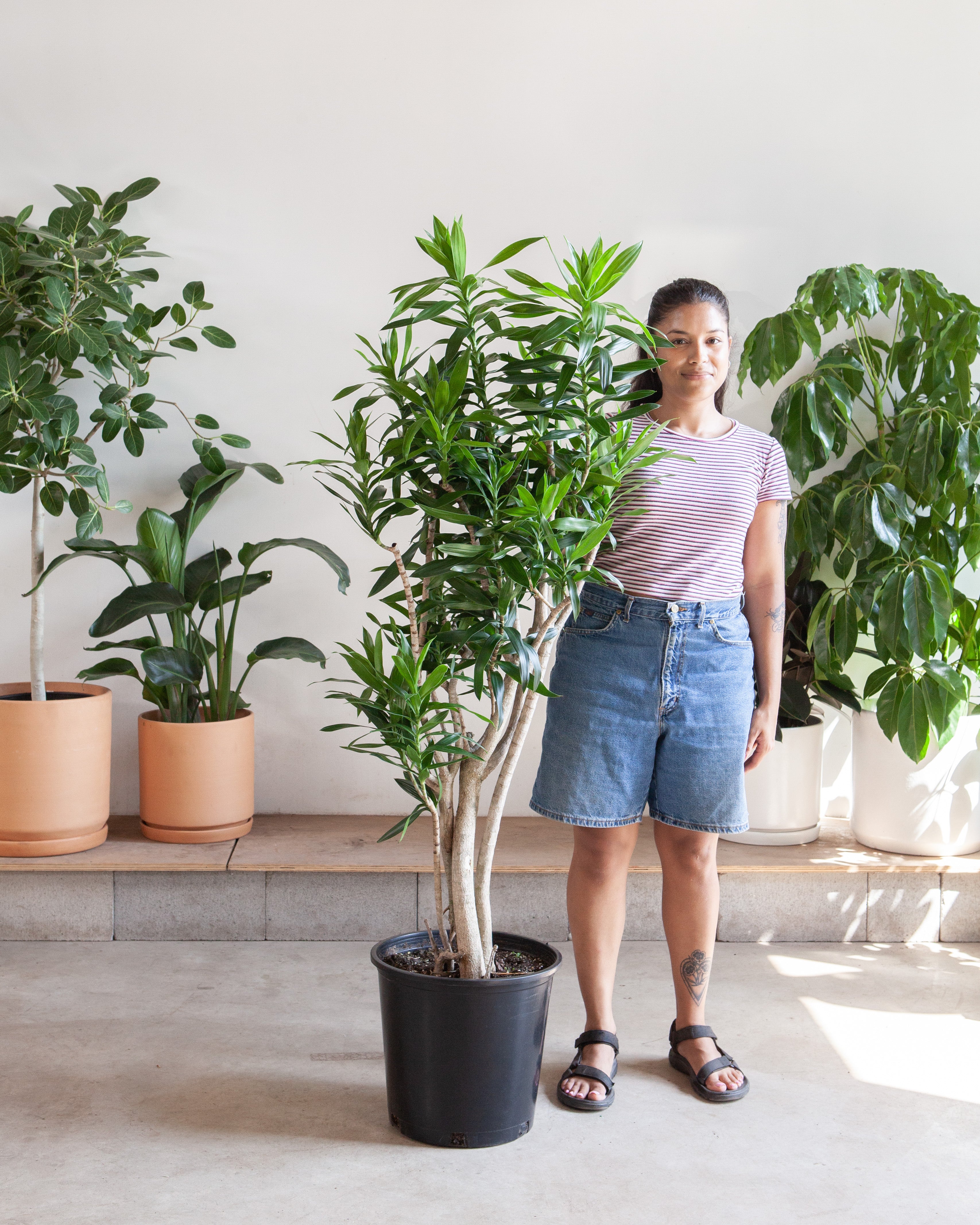 dracaena reflexa height Pleomele: Dracaena reflexa - 14 inch pot