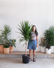  DRACAENA TARZAN 14 Inch. Grower Pot (6-6.5' tall)