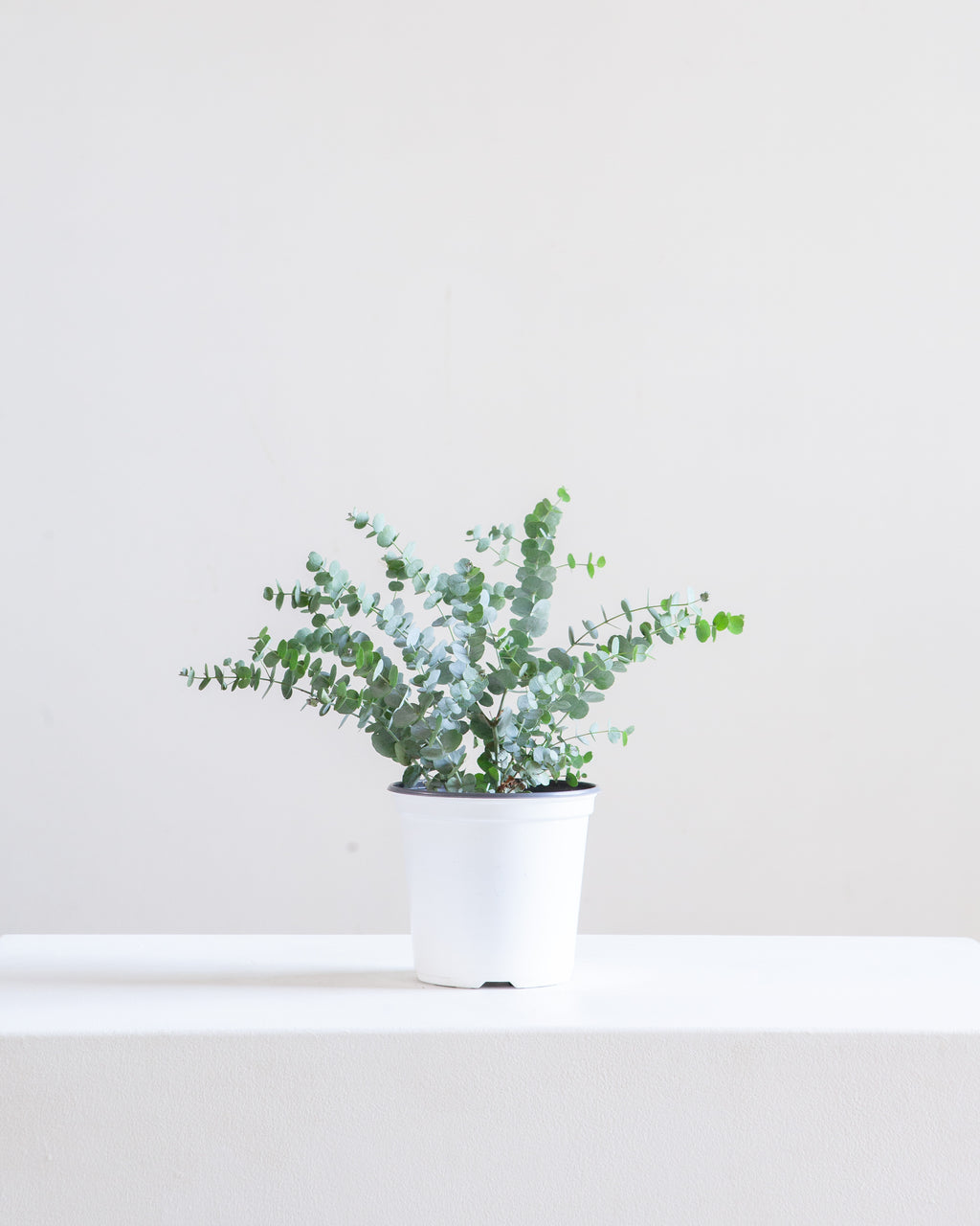 EUCALYPTUS 6" Grower Pot