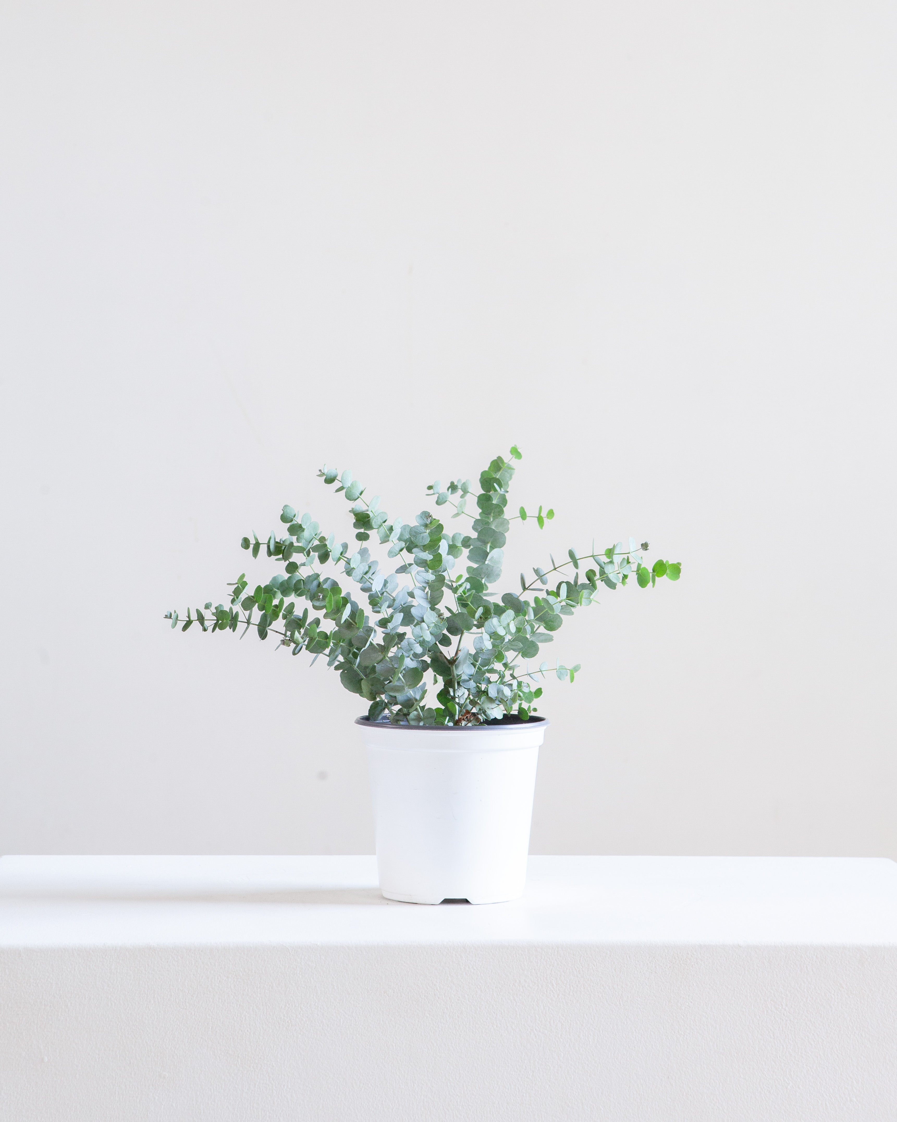 EUCALYPTUS 6" Grower Pot