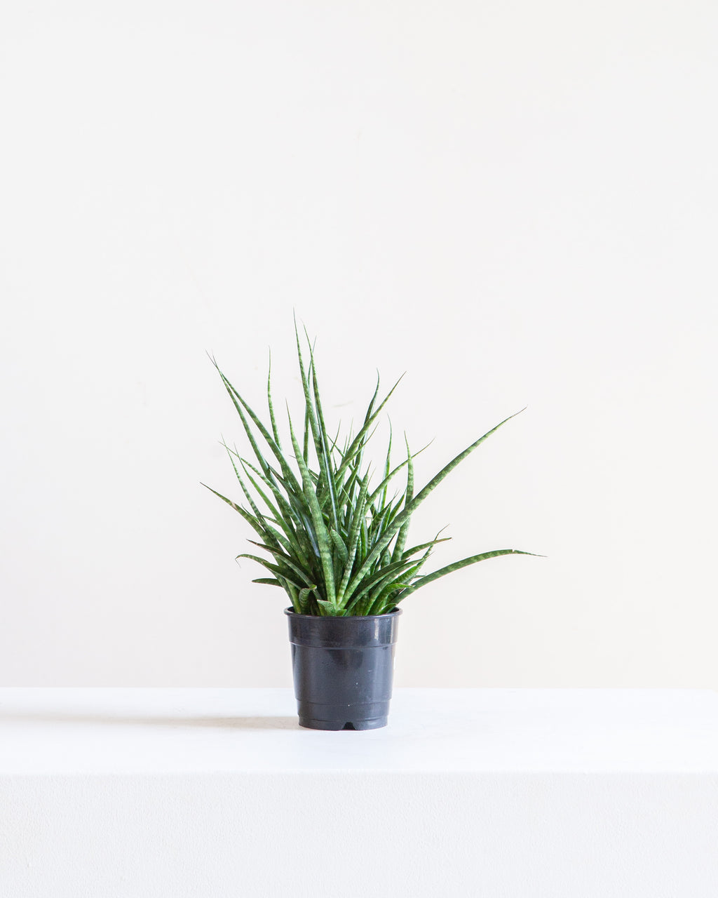 Fernwood Punk Snake Plant: Sansevieria bacularis - 5 inch pot