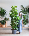 FICUS ALTISSIMA COLUMN 14 " Grower Pot (6-7' Tall)