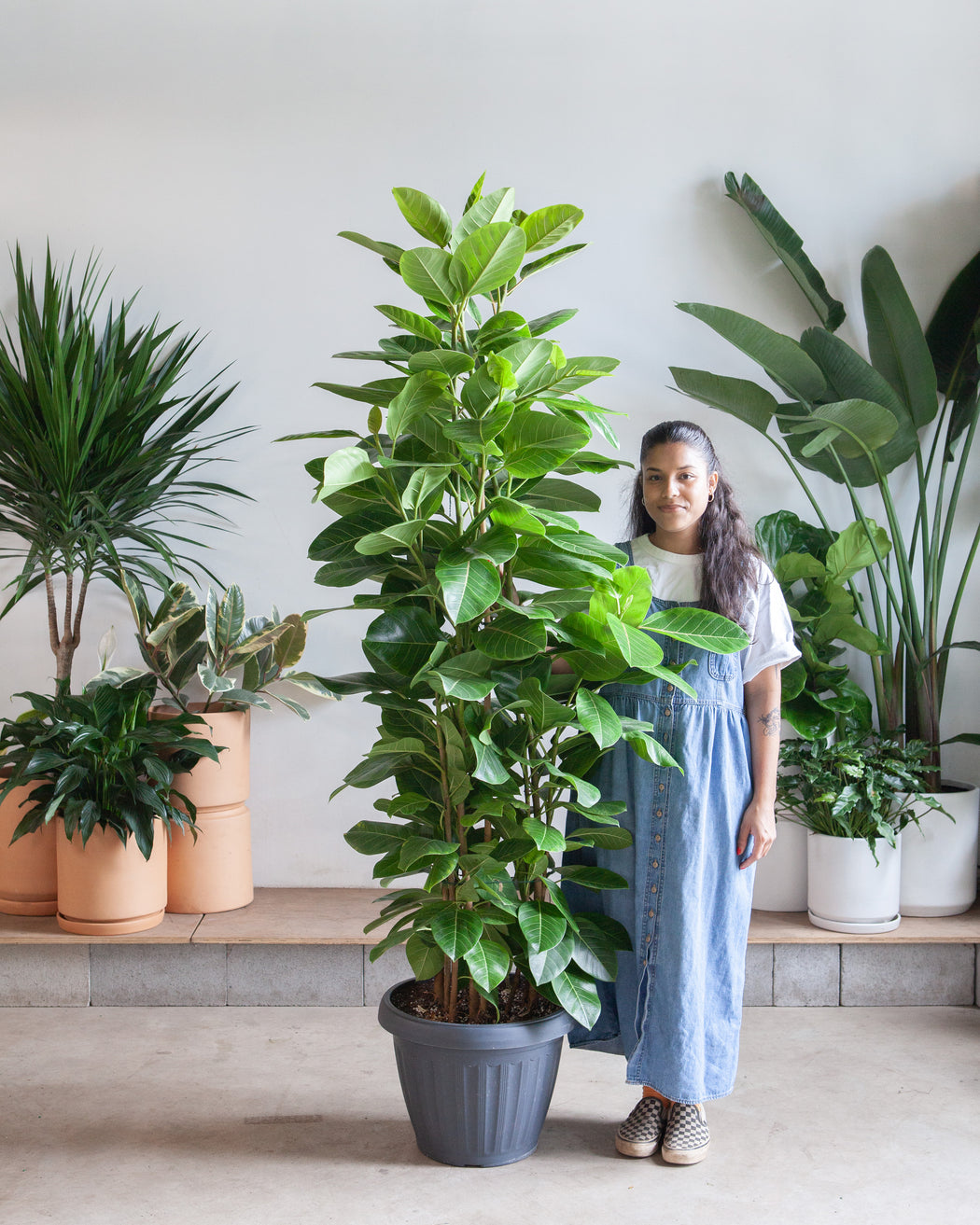 Yellow Gem Fig Column: Ficus altissima - 14 inch pot