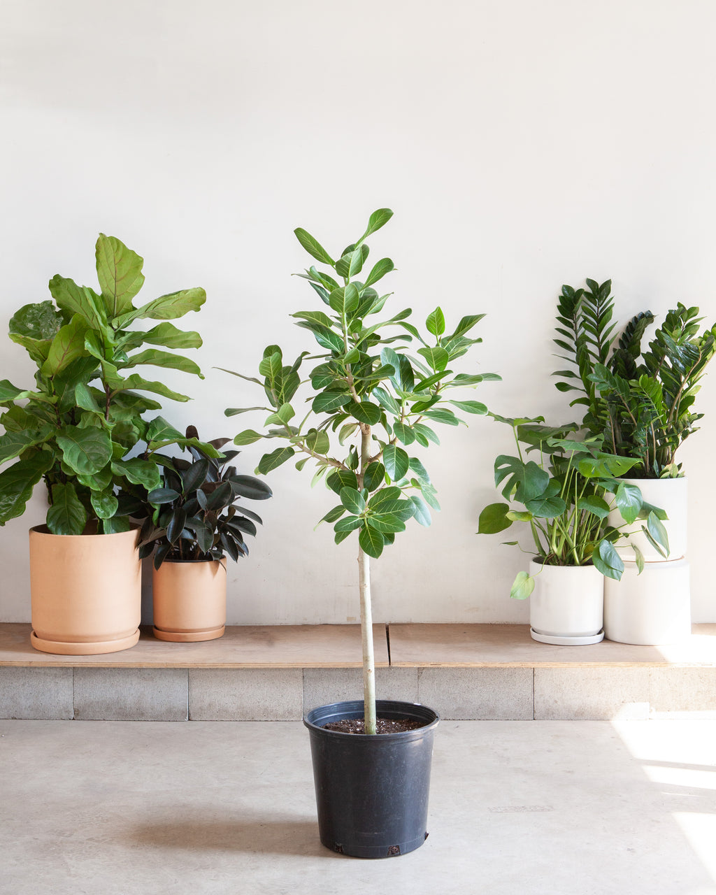 audrey ficus vs fiddle leaf Ficus Audrey: Ficus benghalensis - 14 inch pot