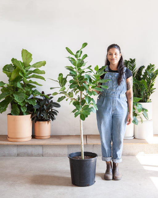 FICUS AUDREY STANDARD 14 Inch. Grower Pot (5'4 tall)