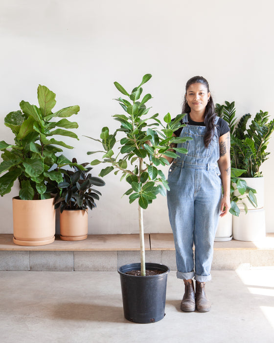 FICUS AUDREY STANDARD 14 Inch. Grower Pot (5-6' tall)