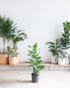 FICUS AUDREY COLUMN 10" Grower Pot (3.5 - 4' tall)