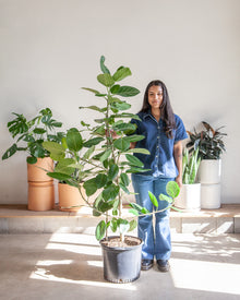  FICUS AUDREY BUSH 14 Inch. (4-5 tall)