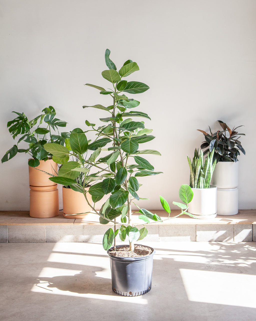 philodendron audrey FICUS AUDREY BUSH 14 Inch. (4-5 tall) – Dynasty Plants