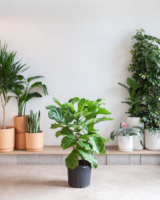 FIDDLE-LEAF FIG (FICUS LYRATA BUSH) 14 Inch. (4' tall)