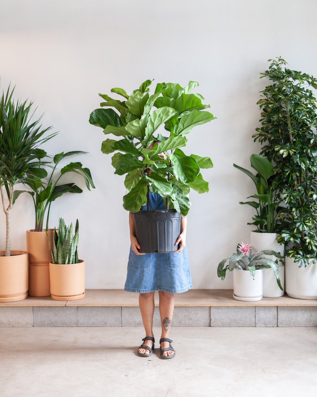 Fiddle Leaf Fig Bush: Ficus lyrata - 14 inch pot - 5-7 foot tall