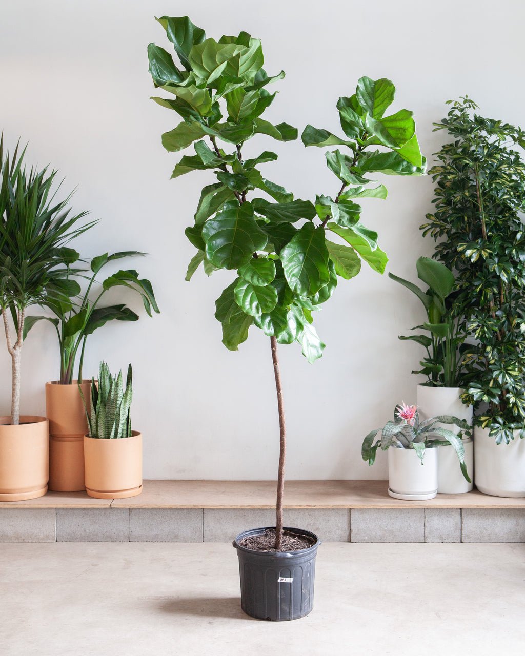Fiddle Leaf Fig Tree: Ficus lyrata - 17 inch pot - 8-9 foot tall