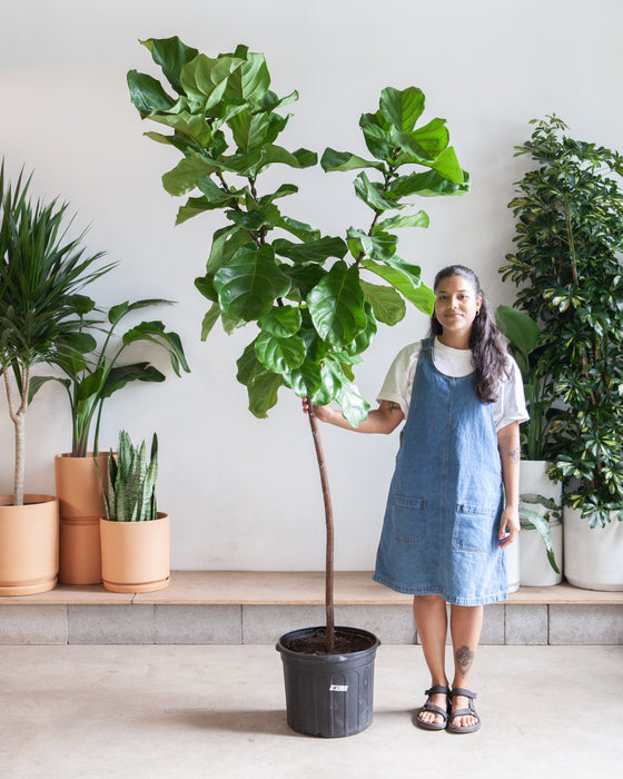 FIDDLE-LEAF FIG (FICUS LYRATA STANDARD) 17 Inch. Grower Pot ~(7-8 Feet Tall)