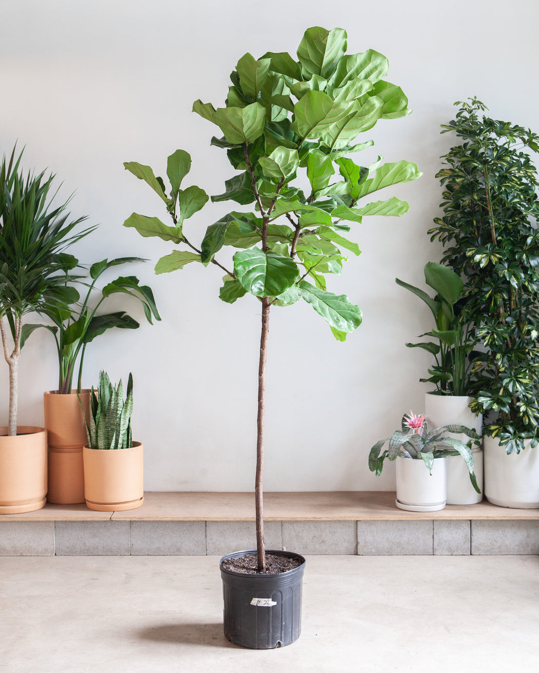 FIDDLE-LEAF FIG (FICUS LYRATA STANDARD) 14 Inch. Grower Pot