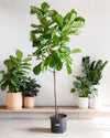 FIDDLE-LEAF FIG (FICUS LYRATA STANDARD) 12" Grower Pot 6 Feet Tall