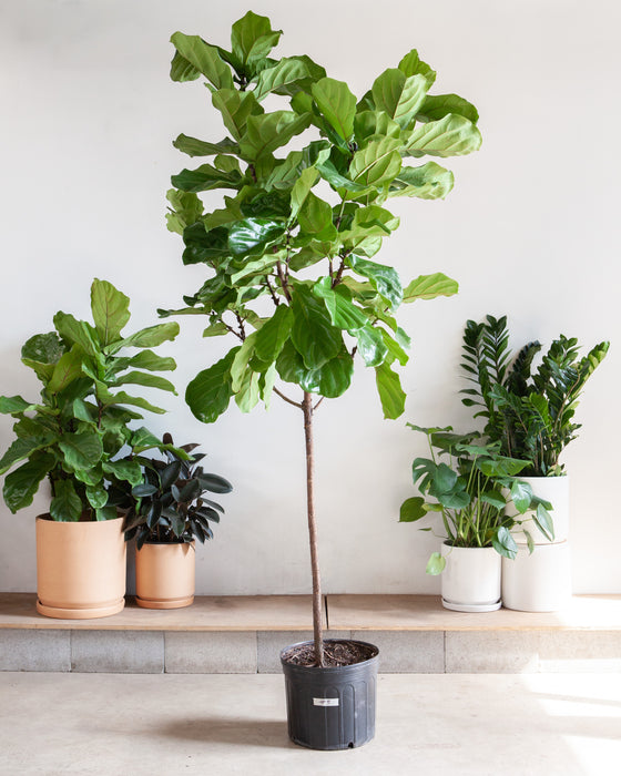 FIDDLE-LEAF FIG (FICUS LYRATA STANDARD) 17 Inch. Grower Pot ~(7-8 Feet Tall)