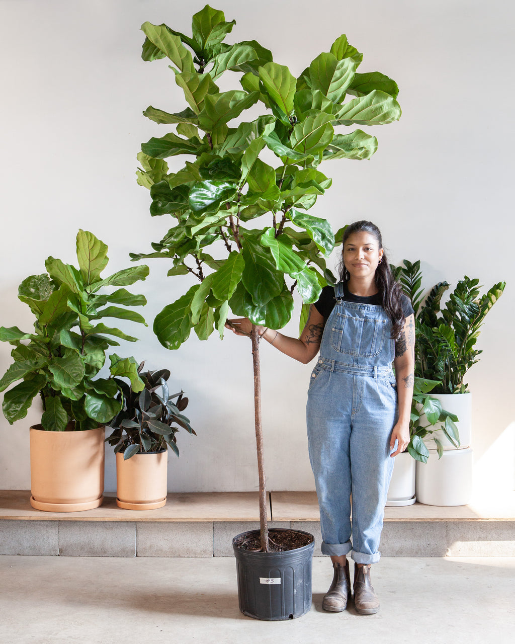 Fiddle Leaf Fig Tree: Ficus lyrata - 17 inch pot - 8-9 foot tall