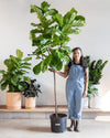 FIDDLE-LEAF FIG (FICUS LYRATA STANDARD) 17 Inch. Grower Pot ~(7-8 Feet Tall)