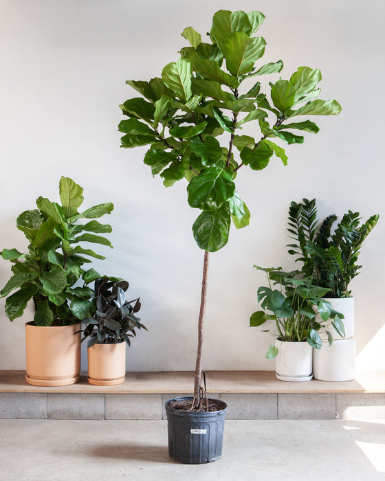 FIDDLE-LEAF FIG (FICUS LYRATA STANDARD) 17 Inch. Grower Pot ~(7-8 Feet Tall)