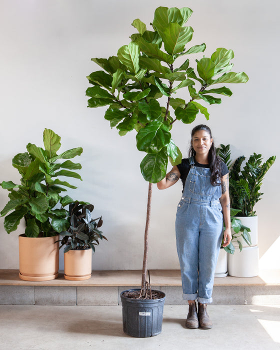 FIDDLE-LEAF FIG (FICUS LYRATA STANDARD) 17 Inch. Grower Pot ~(7-8 Feet Tall)