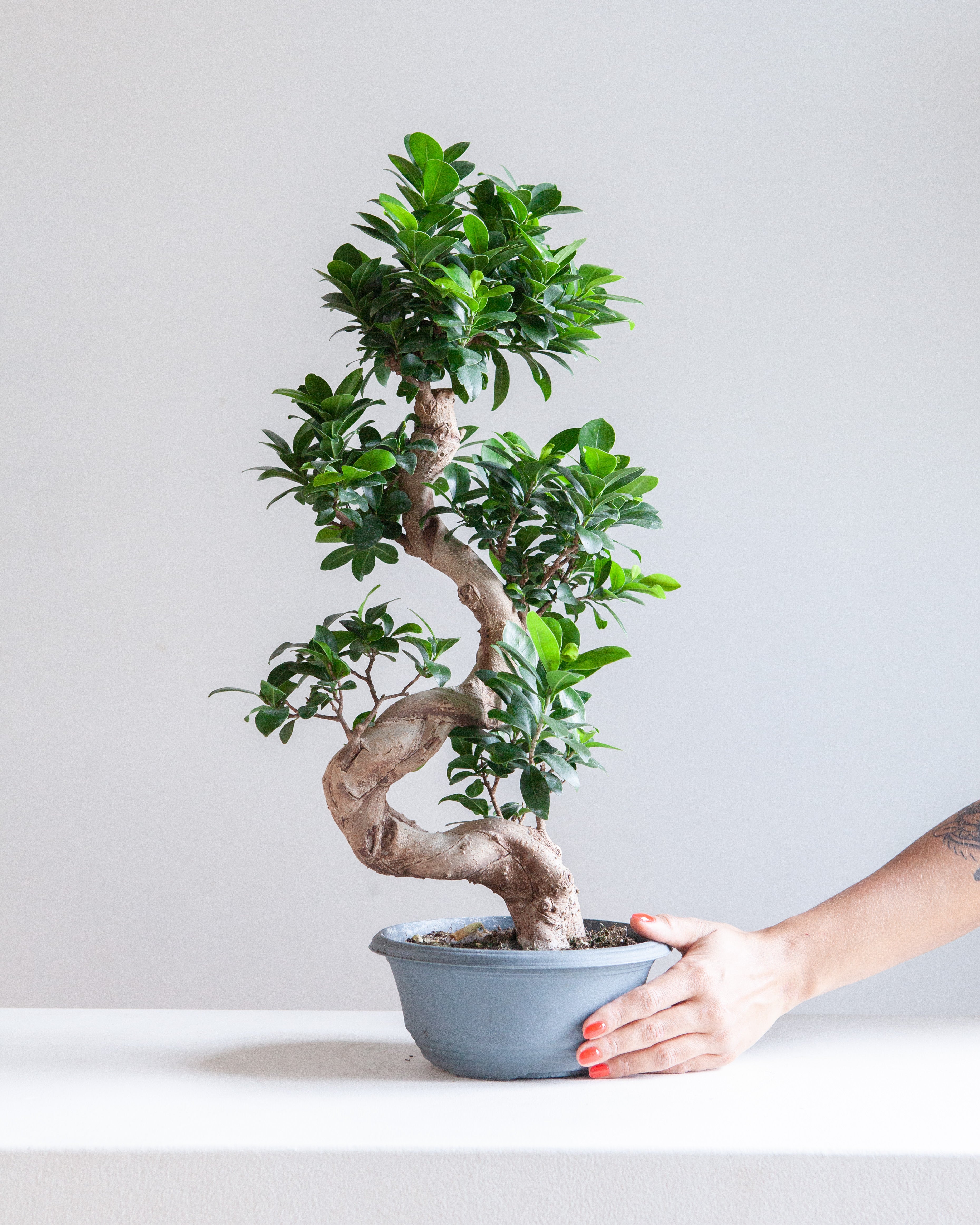 S Shape Ginseng Bonsai: Ficus retusa - 8 inch pot - 2 foot tall