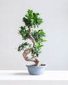 BONSAI (FICUS RETUSA 'S' SHAPE) 8" Grower Pot