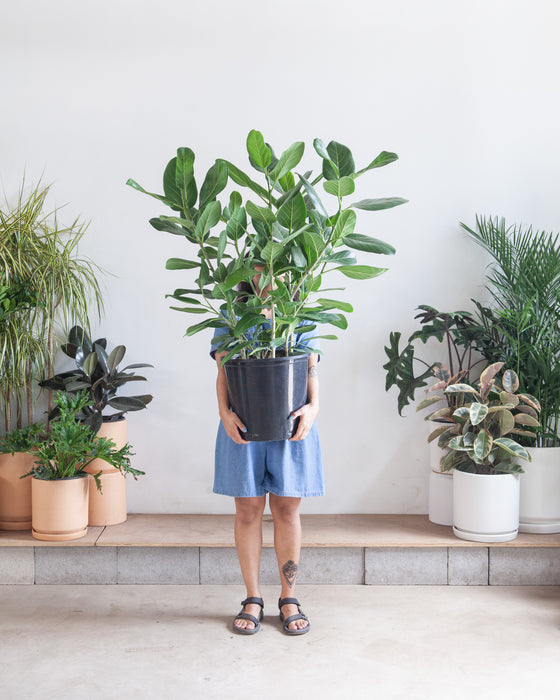 FICUS AUDREY BUSH 14 Inch. (4-5 tall)