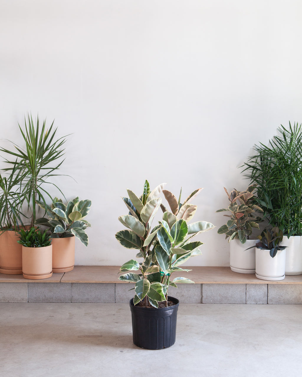 Tineke Rubber Specimen: Ficus elastica - 14 inch pot - 3-6 foot tall