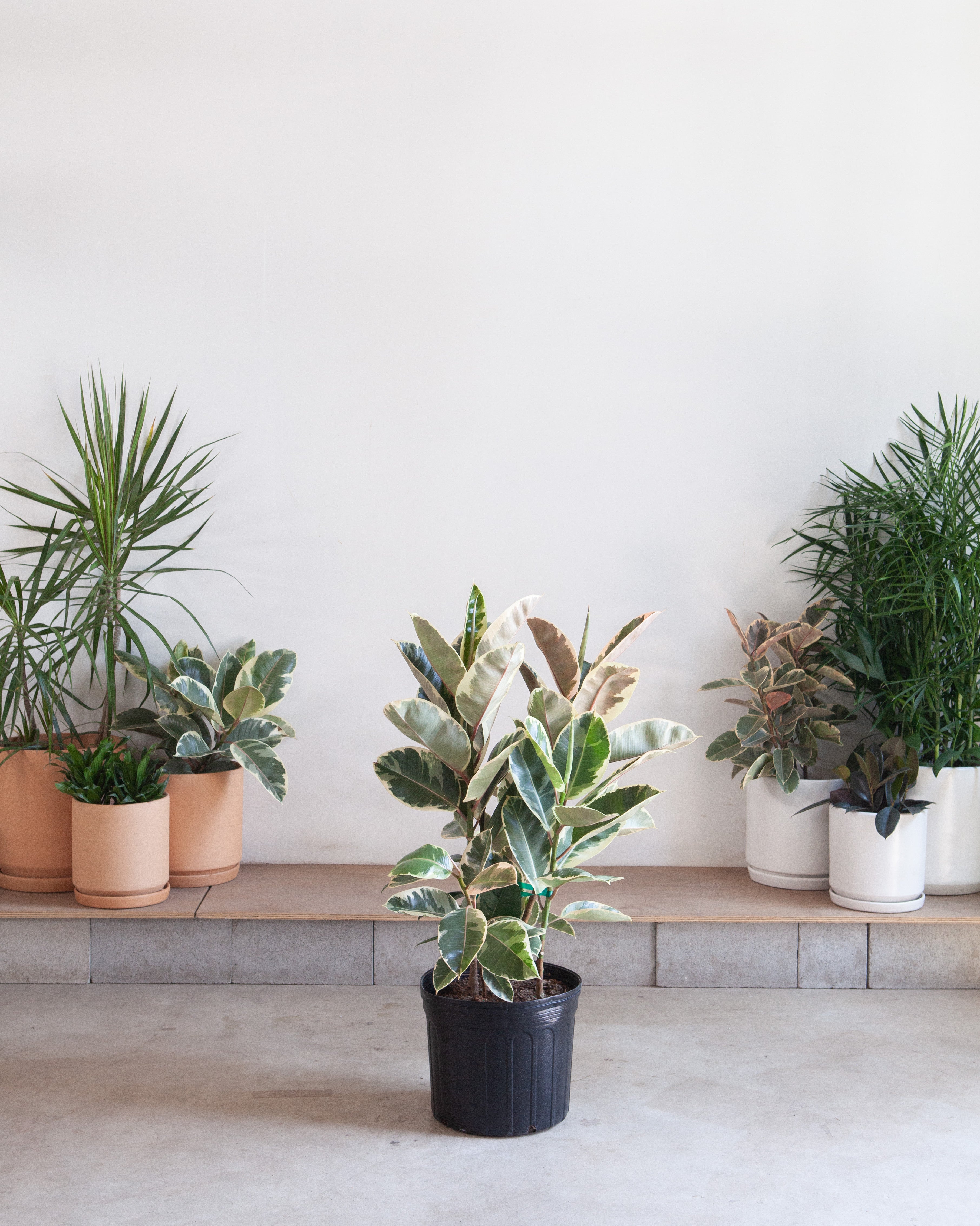 Tineke Rubber Specimen: Ficus elastica - 14 inch pot - 3-6 foot tall