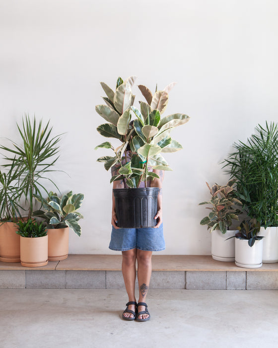 RUBBER PLANT BUSH 'FICUS ELASTICA TINEKE' 14 Inch. Grower Pot (3.5-4' TALL)