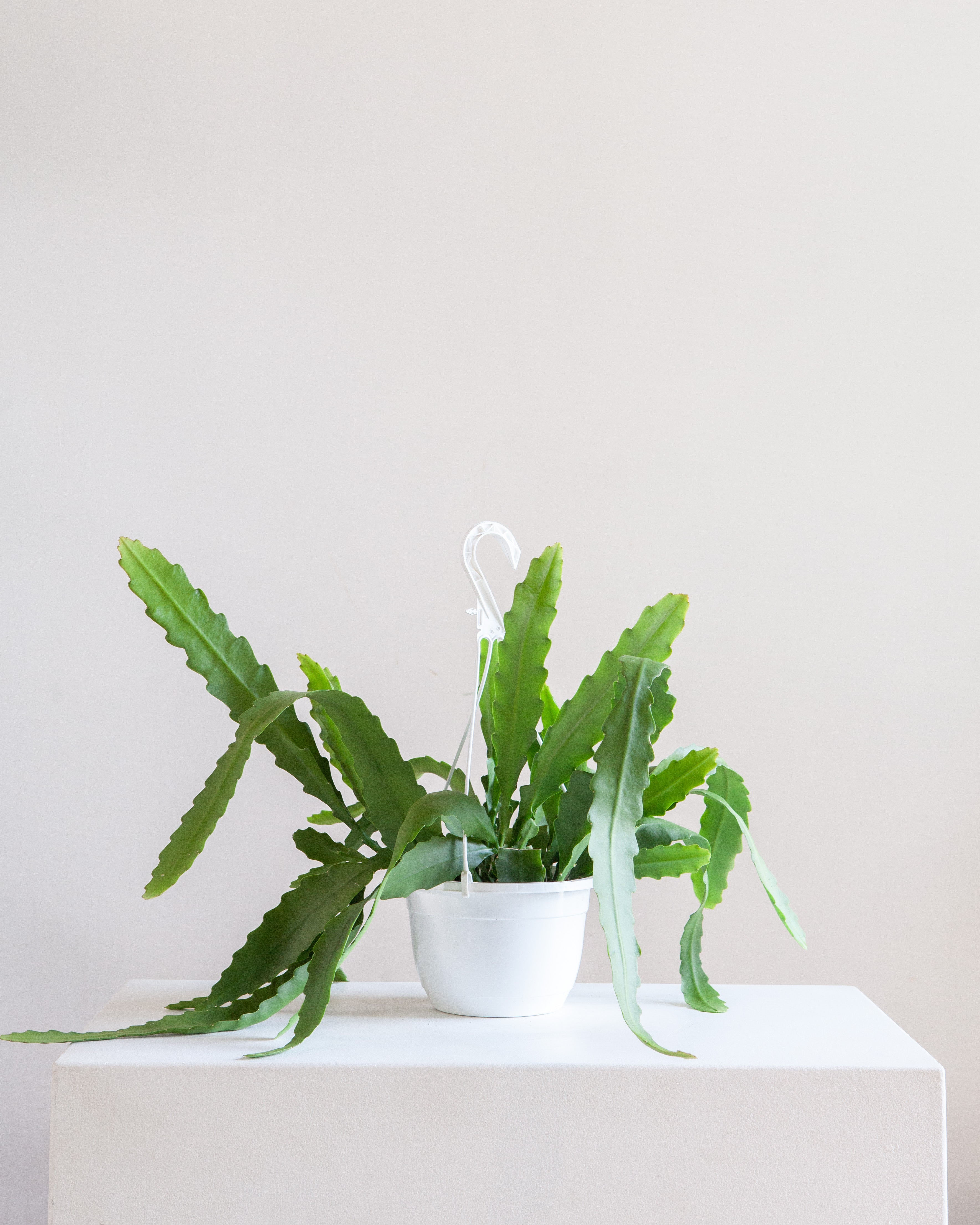 Orchid Cactus: Disocactus ackermannii - 8 inch hanging basket