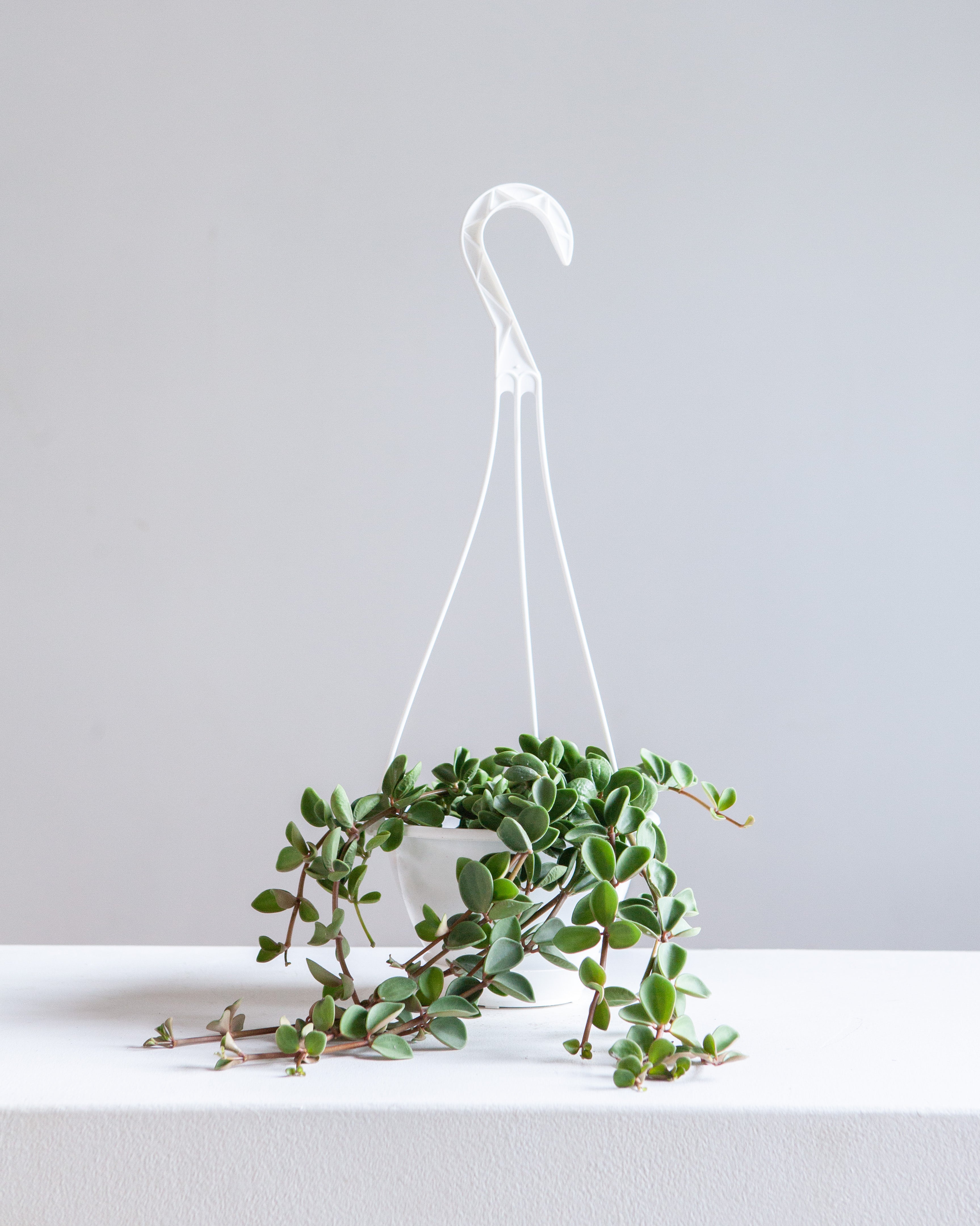 Peperomia Hope: Peperomia perciliata - 5 inch hanging pot