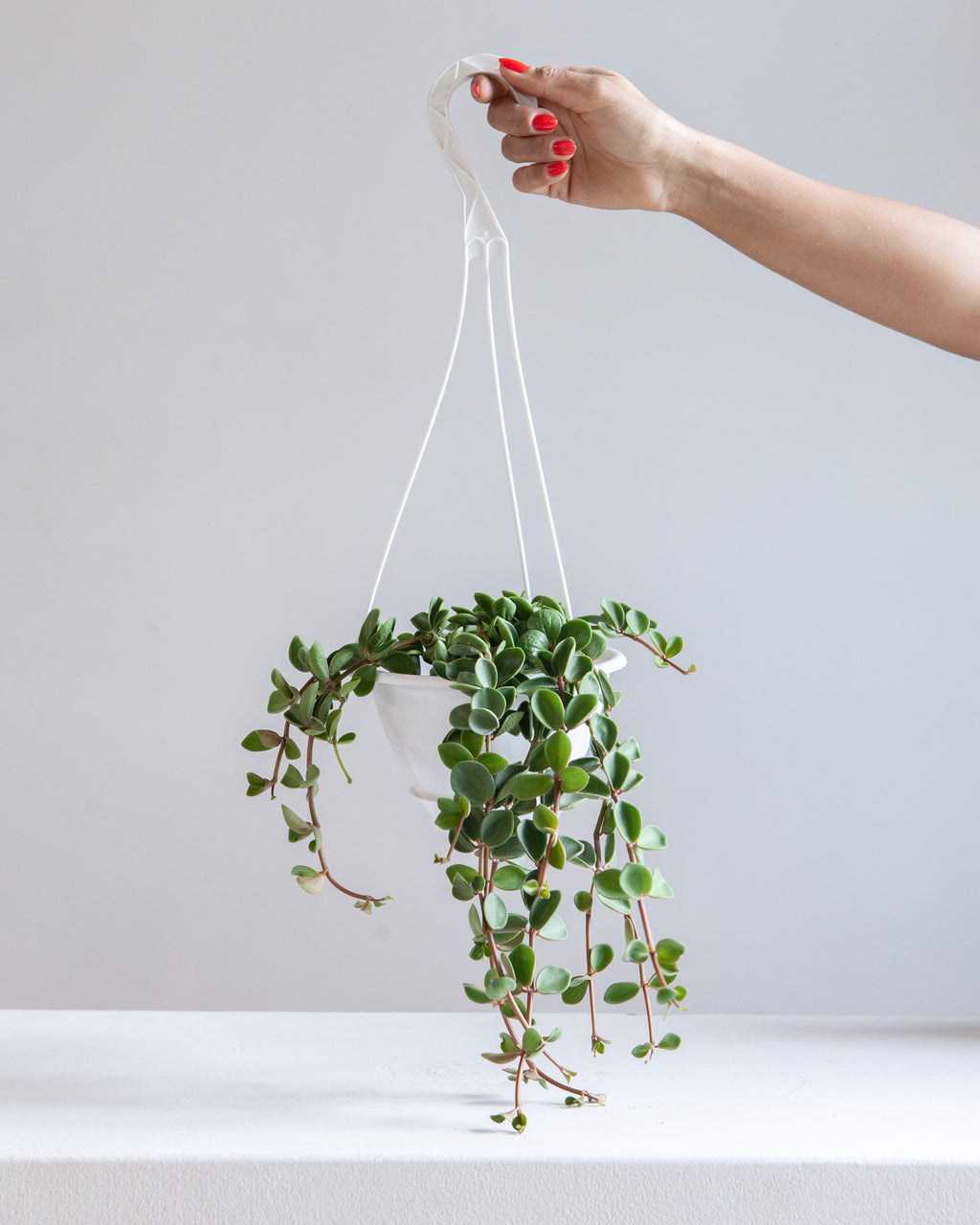Peperomia Hope: Peperomia perciliata - 5 inch hanging pot