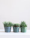 ASSORTED HAWORTHIA 5" Grower Pot.