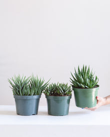  ASSORTED HAWORTHIA 5" Grower Pot.