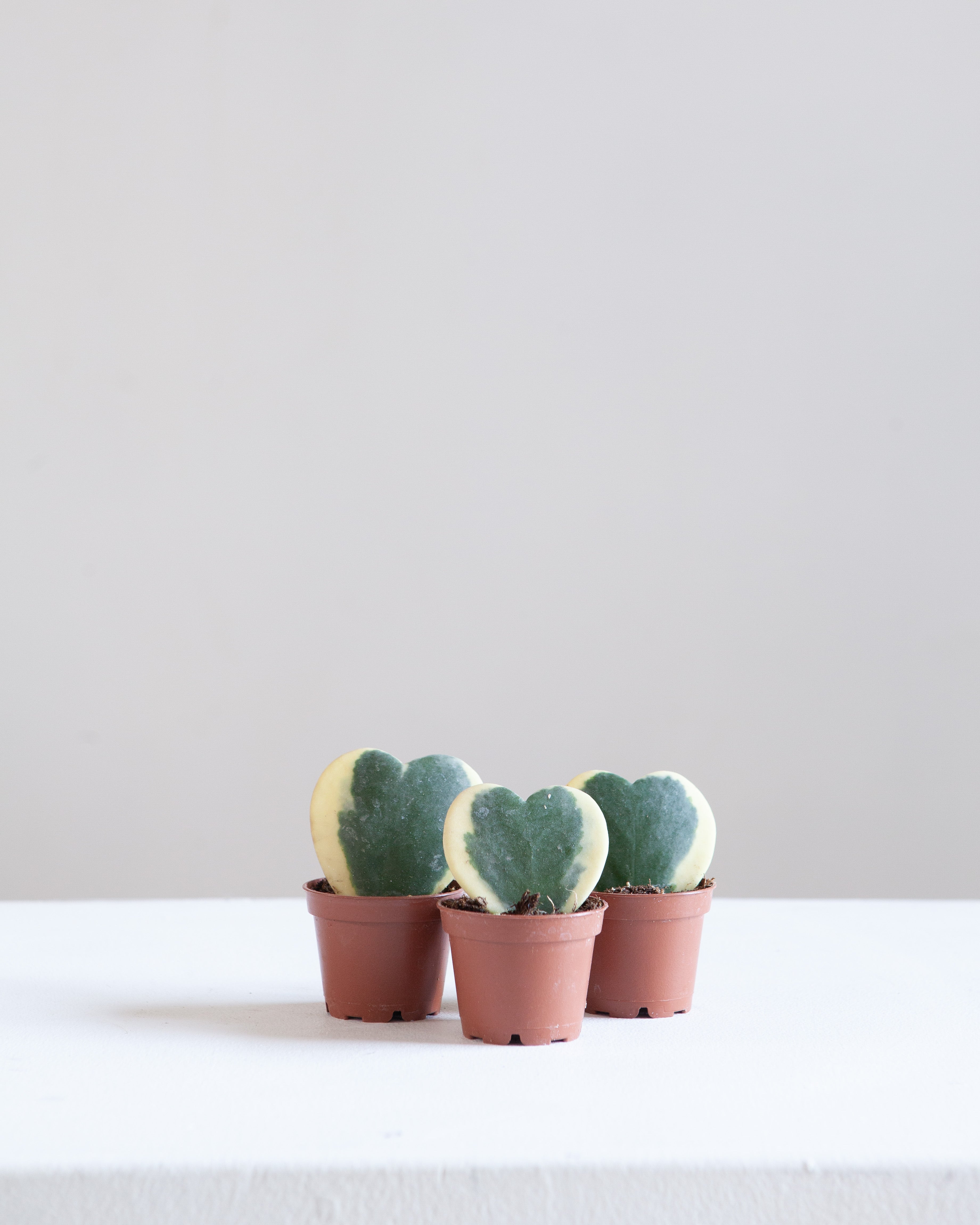 Variegated Hoya Heart: Hoya kerrii - 2.5 inch pot