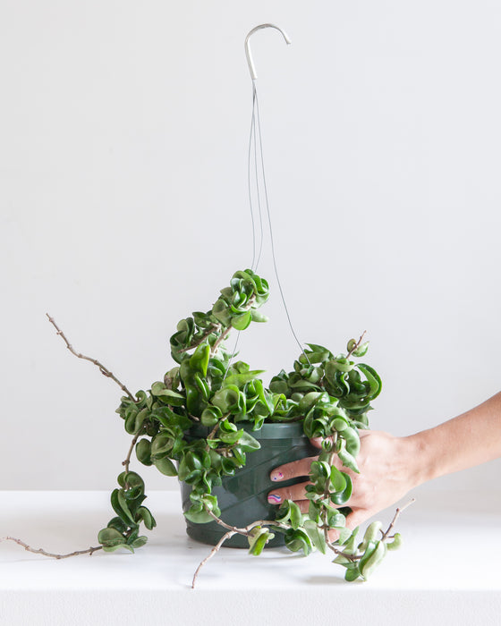 8" HANGING BASKET, HOYA COMPACTA