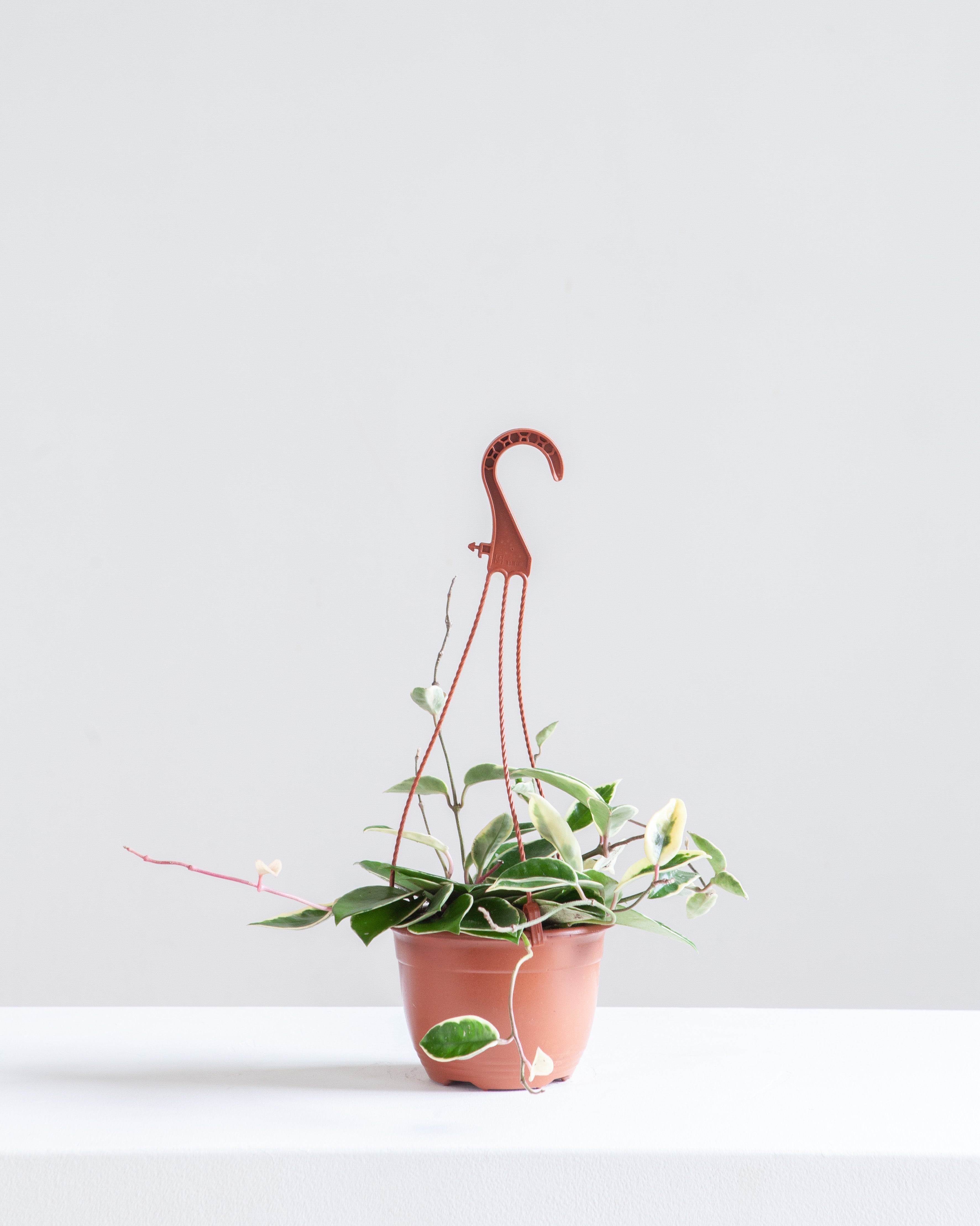 Krimson Queen Wax Plant: Hoya carnosa - 6 inch hanging basket