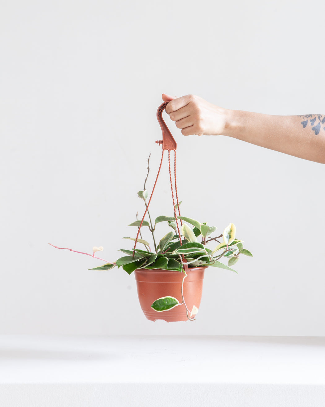 HOYA 'KRIMSON QUEEN' 6" HANGING BASKET