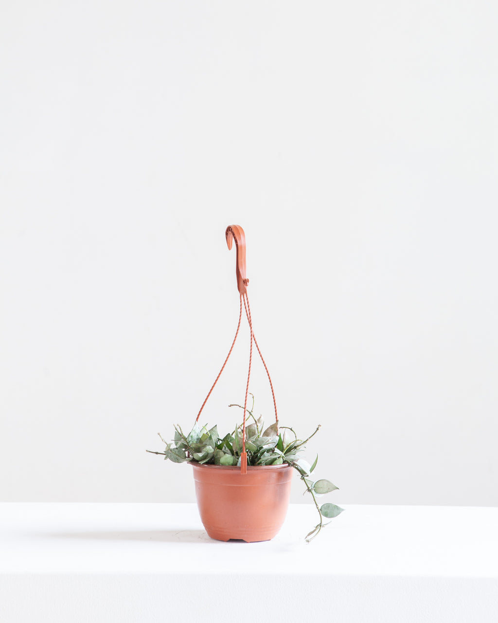 HOYA KROHNIANA 'SILVER' 6" HANGING BASKET