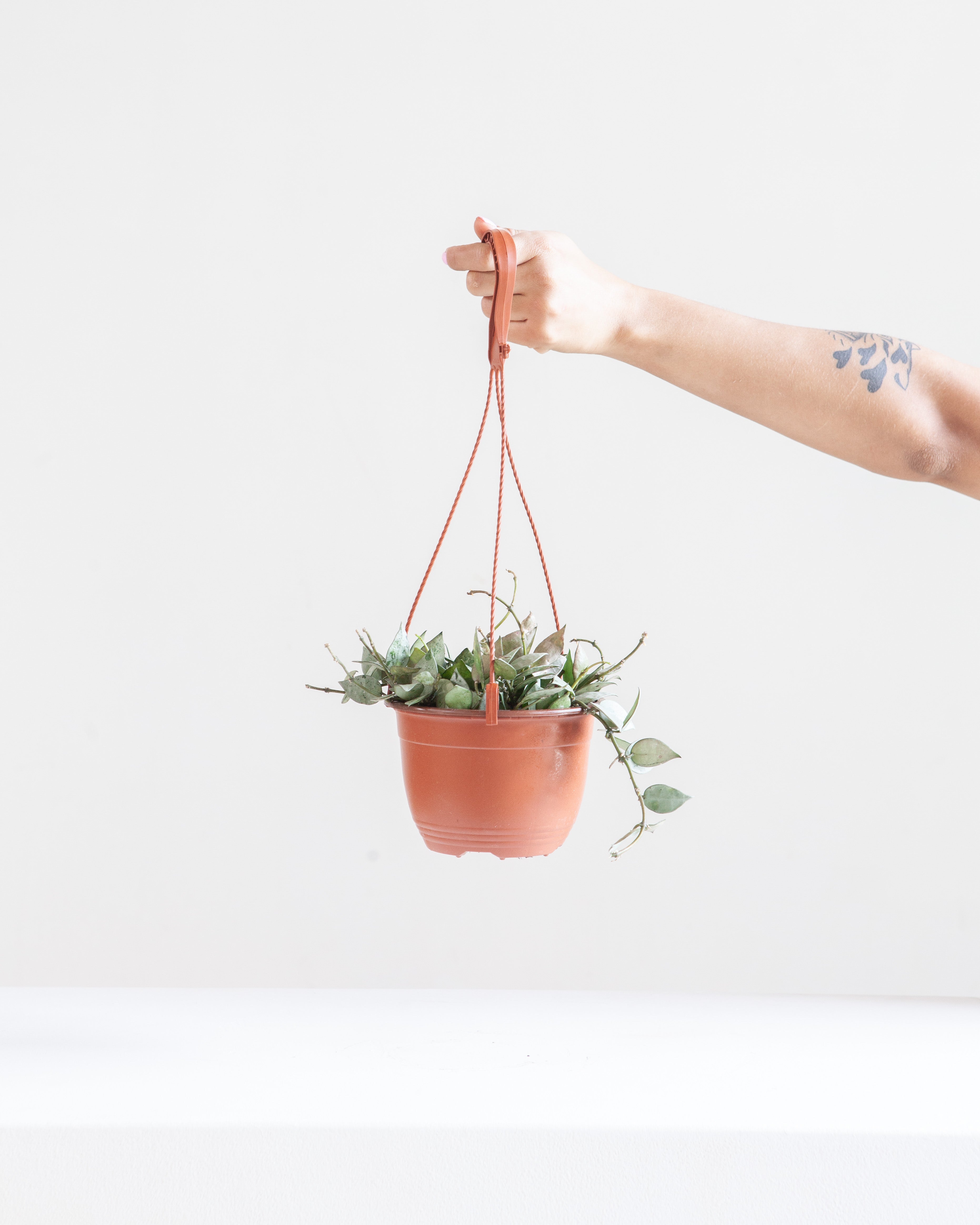 HOYA KROHNIANA 'SILVER' 6" HANGING BASKET