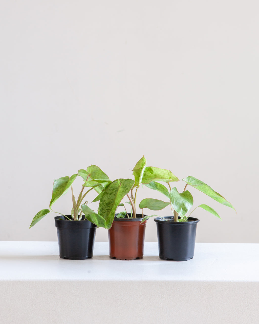 PHILODENDRON 'JOSE BUONO' VARIEGATED 4" Grower Pot *COLLECTOR PLANT*