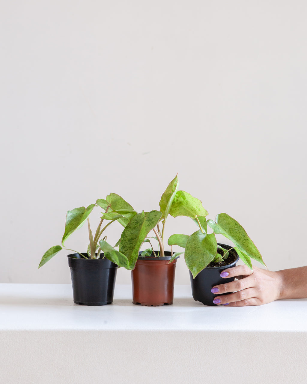 PHILODENDRON 'JOSE BUONO' VARIEGATED 4" Grower Pot *COLLECTOR PLANT*