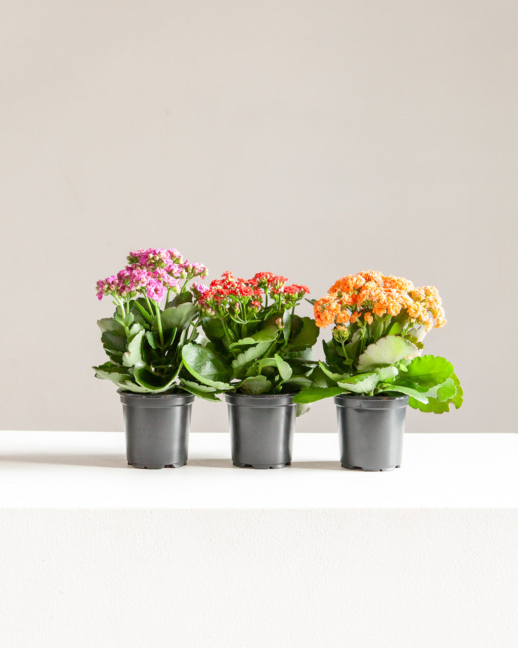 ORANGE FLOWERING KALANCHOE 4" Grower Pot