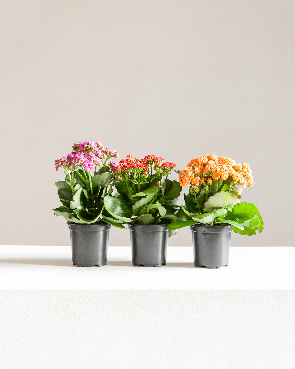 ORANGE FLOWERING KALANCHOE 4" Grower Pot